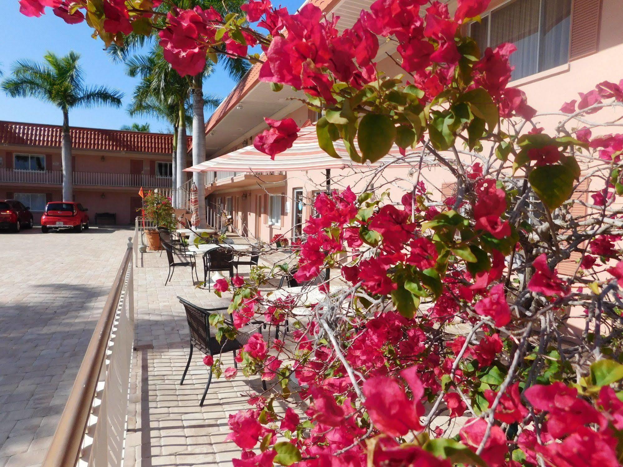 Hibiscus - Sarasota